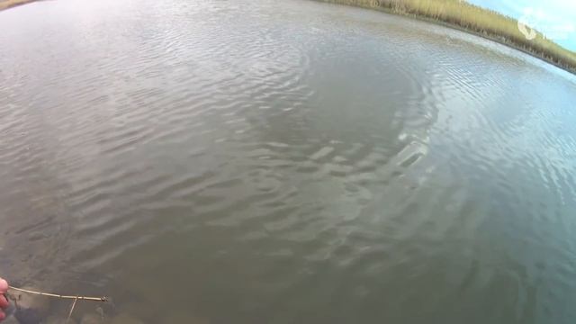 Бешеный КЛЁВ судака в НЕРЕСТОВЫЙ ЗАПРЕТ! Кто придумал такие правила? смотреть онлайн