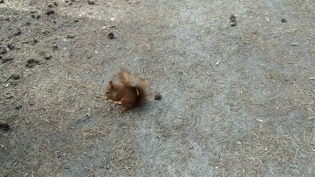 Белочка пришла. смотреть онлайн