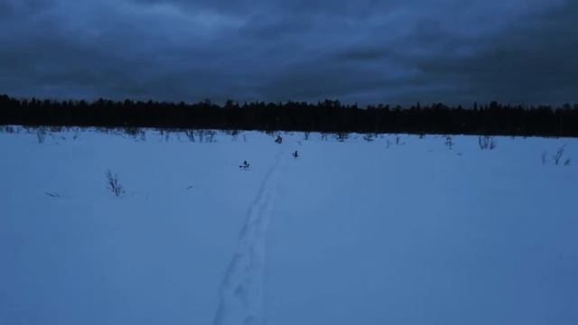 Аляскинские маламуты преследуют куницу. Alaskan Malamutes chasing a marten.zoo. Таёжный быт смотреть онлайн