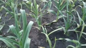 лук чеснок Рокамболь - Хозяйство Кузнецова С.А.