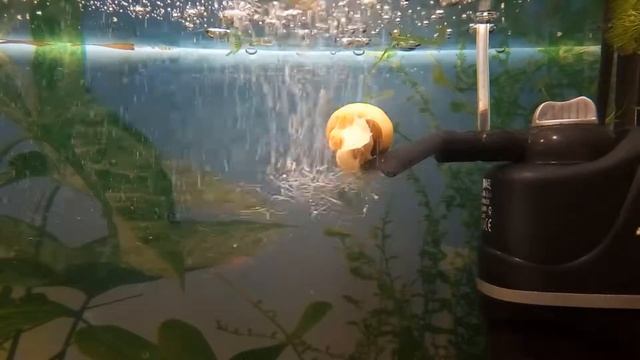 Snail ride - Улитка катается! смотреть онлайн