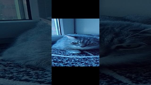 любимая кошка Баська смотреть онлайн