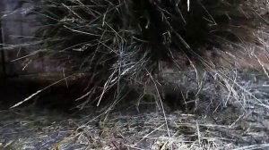 Самая экономная кормушка для сена кроликам