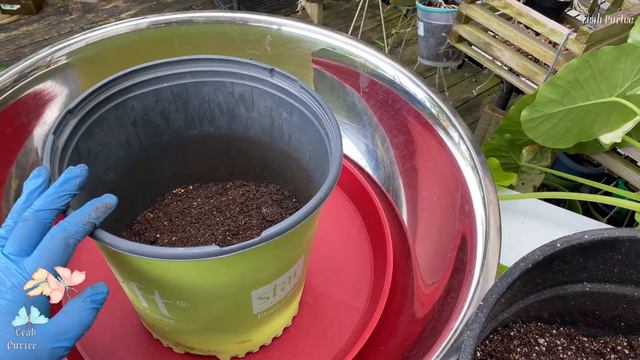 How I Devide & Repot my Variegated Alocasia Odora || #alocasia #variegata #propagation смотреть онлайн