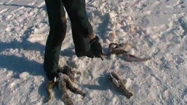 рыбинка смотреть онлайн