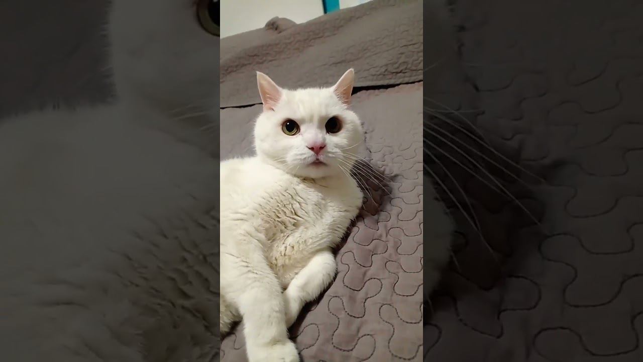 Милый котик #Shorts смотреть онлайн
