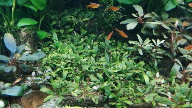 #аквариум200литров#aquarium Аквариум 200 литров после подмены. Немного обо всем. смотреть онлайн