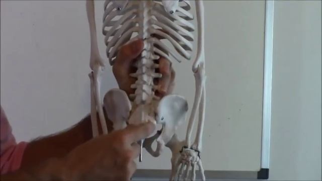 How to Learn the Human Bones | Tips to Memorize the Skeletal Bones Anatomy & Physiology смотреть онлайн