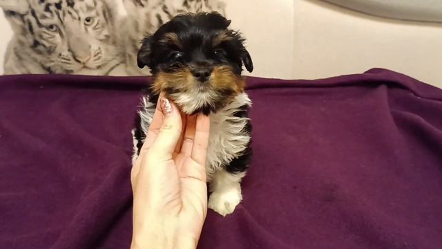 мальчик бивер терьер от 10.08.23 смотреть онлайн