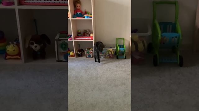 Когда ты взрослый и серьезный кот, но в душе еще ребенок смотреть онлайн