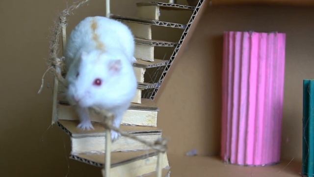 ? Maze cardboard for pets - Hero Hamster experiences a super difficult challenge ? смотреть онлайн