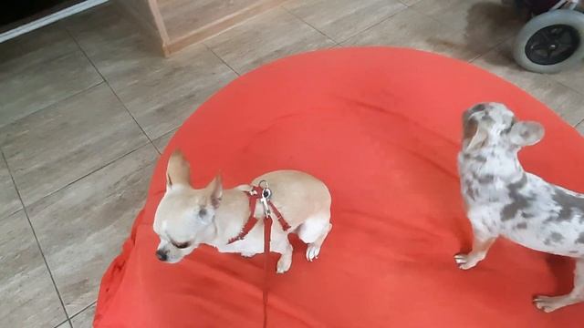 свадьба ? Чихуахуа,вязка собак питомник Кастропуло Крым Симферополь Ролекс + Лилу( дочь ЕЛИСЕЯ) смотреть онлайн