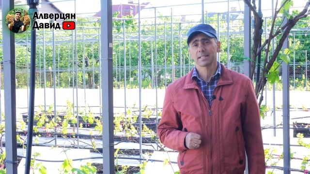 Не пропустите первую важную обработка винограда! смотреть онлайн