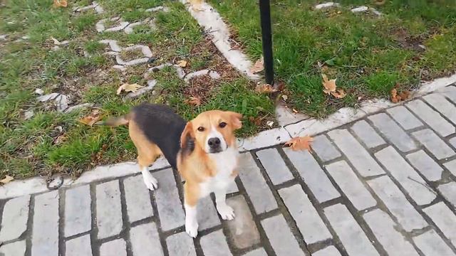 Деревня Аетохори, Северная Греция смотреть онлайн