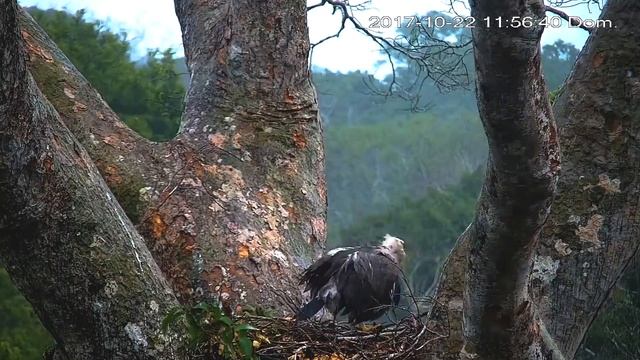 Harpy Eagle (Harpia Harpyja) In The Amazon - HarpyCam