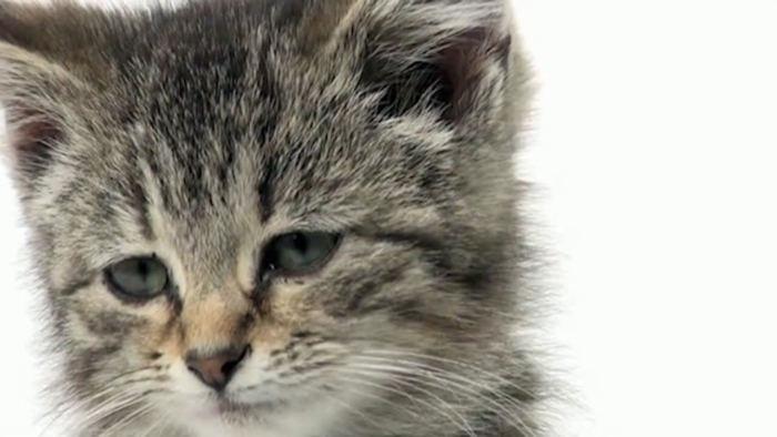 Дневник печального кота смотреть онлайн