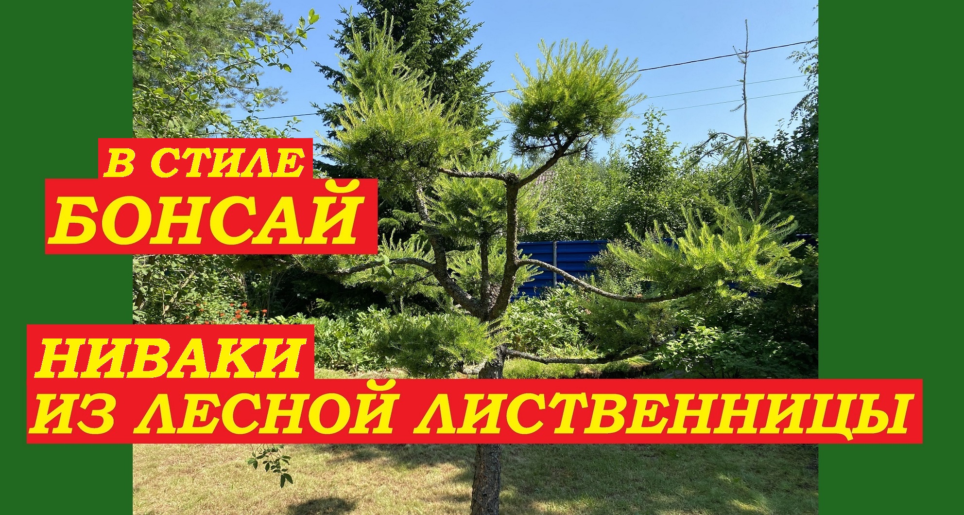 В стиле БОНСАЙ. Ниваки из лесной лиственницы. В саду Елены Романовой, г.Павловск,СПб. смотреть онлайн