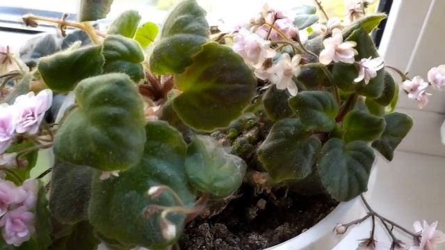 ОБЗОР. Мои КОМНАТНЫЕ ЦВЕТЫ, РАСТЕНИЯ на ПОДОКОННИКЕ. ОСЕННИЙ ОБЗОР, октябрь 2021 смотреть онлайн