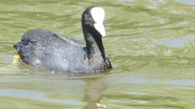 Жизнь уток в водоеме_10.05.2024 смотреть онлайн