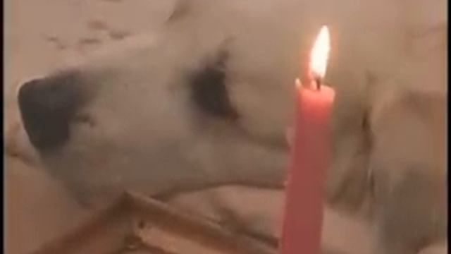 French Baroness Dog Sells Real Estate смотреть онлайн