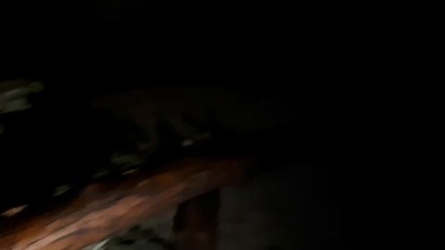 Сенегальский галаго в Екатеринбургском зоопарке (10.02.2019) смотреть онлайн
