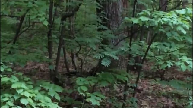 Лесной хорёк в нашем лесу смотреть онлайн