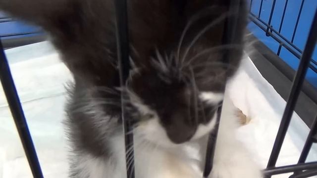 Что делать с бездомным котенком смотреть онлайн