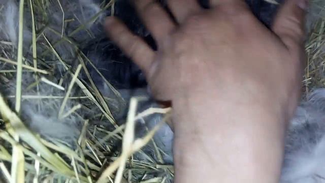 Родились крольчата помесь строкача и калифорнии для эксперимента!