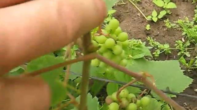 Агарод 2013 смотреть онлайн