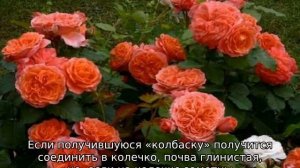 Роза Эмильен Гийо