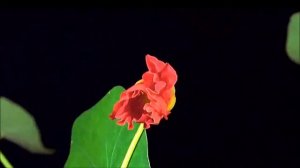 "Дуэт цветов" из оперы "Лакме" Л.Делиба