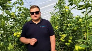 PinkShine F1 новый розовый томат от Enza Zaden