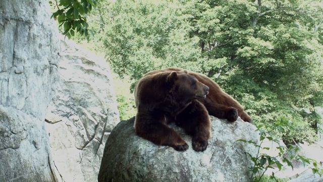 Black Magic Pocket Cinema Camera Pro Res Video Test