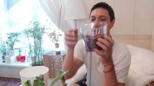 Флебодиум Блю Стар (Phlebodium Blue Star)