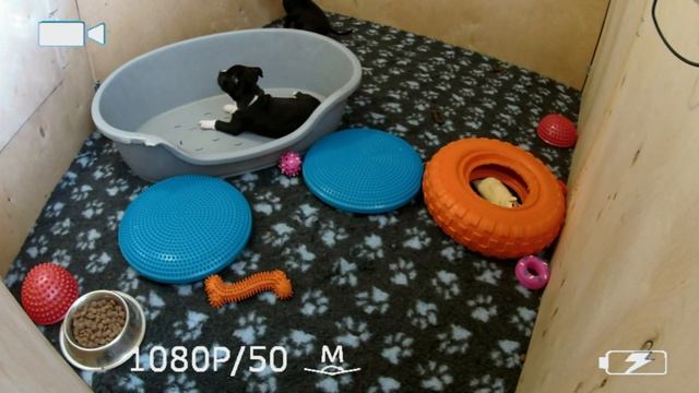 Прямая трансляция Щенята СтаффБулята! смотреть онлайн