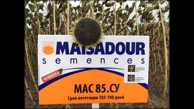 Майсадур семена подсолнечника Agrotime63 ru смотреть онлайн