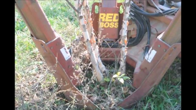 Betula Nigra Trees Being Dug Near Doylestown смотреть онлайн