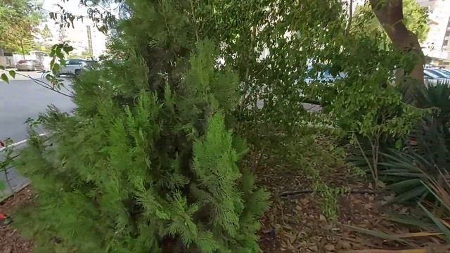 Какие растения можно встретить в Израиле? Учусь обращать внимание на природу, деревья и цветы смотреть онлайн