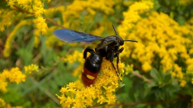 Differences Of Bees and Wasps - Why I love them! смотреть онлайн