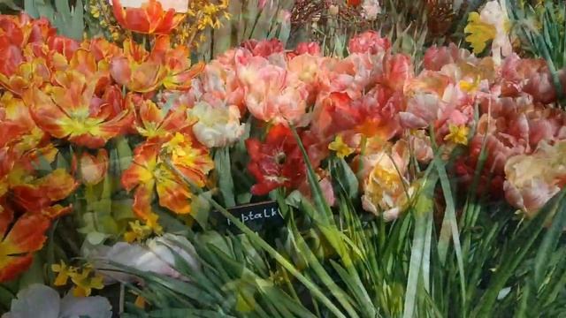 Всем в подарок на 8 марта море цветов с выставки в Аптекарском огороде. смотреть онлайн