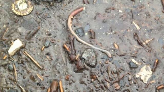 Опасный червяк!!!