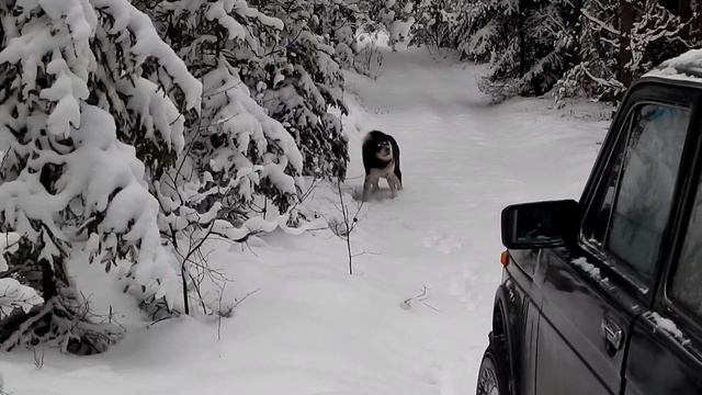 В лесу с собаками смотреть онлайн