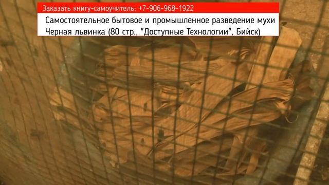 Разведение Черной львинки - бизнес без требований к квалификации для каждого смотреть онлайн