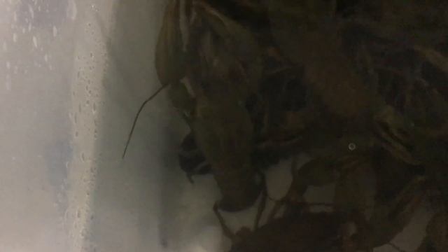 Осетровая ферма,УЗВ. смотреть онлайн