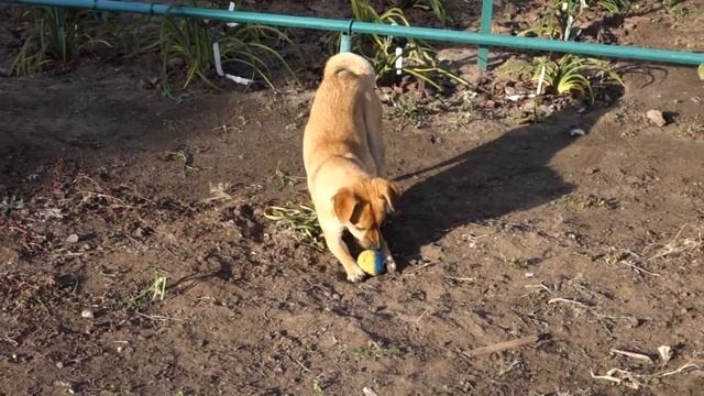 Видео моих подопечных животных с Галициновских дач - Рыжик и Кузя. смотреть онлайн