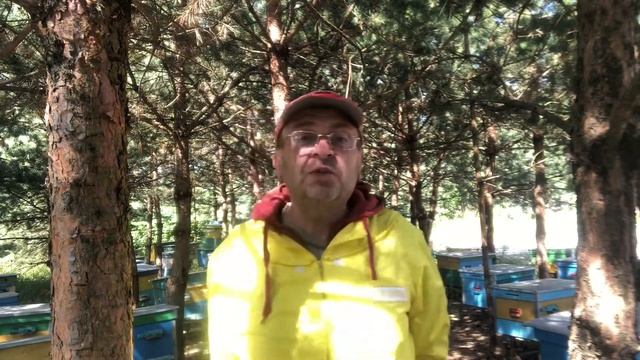 И бабочка мертвая голова-враг медоносных пчёл. смотреть онлайн