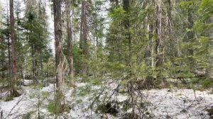 Весна первый медведь, Охота на медведя с лайками.