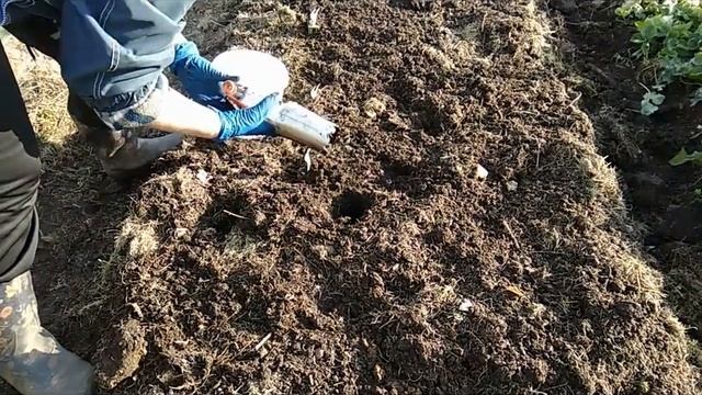 стр.43 Посадка зимнего чеснока в два этажа и посада тюльпанов в одну грядку смотреть онлайн