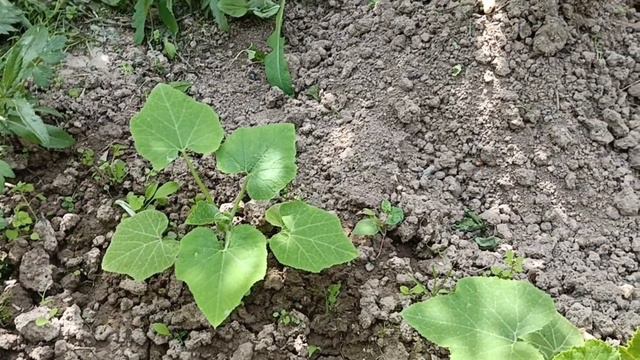 Дача 25 июня