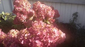 Гортензия Ванила Фрайз, Вимс Ред и Фантом в конце сентября.